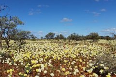 Karara-Rangeland-Park-wildflower-season