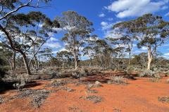 Helena-Aurora-Range-Lake-Ballard-Goldfields-Redtrack-Tour-Group7