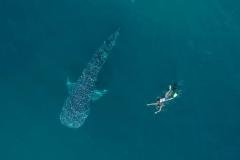 Whale-sharks-on-Ningaloo-Reef-with-Redtrack-Tours