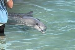 Monkey-Mia-Dolphins-with-Redtrack-Tours2