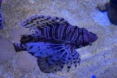 Oceanic-Aquarium-Denham-with-Redtrack-Tours1