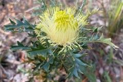 Wild-Flowers-in-Albany-with-Redtrack-Tours-2