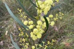 Wild-Flowers-in-Albany-with-Redtrack-Tours