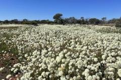 Wandina-Station-wildflowers-Redtrack-Tours