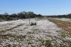 Wandina-Station-wildflowers-Redtrack-Tours7